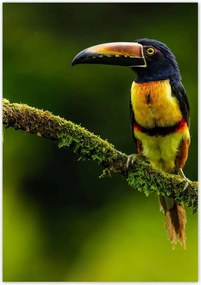 Poszterek 70x100 Madarak