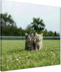 Vászonkép 40x40 Cica Cicák Macskák