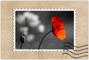 Poszterek 90x60 Virágzó piros pipacs