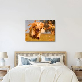Üveg kép - Golden Retriever (70x50 cm)