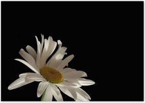 Poszterek 100x70 Fehér kamilla viråg