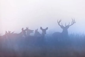 Fotográfia Red deer (Cervus elaphus), DamianKuzdak