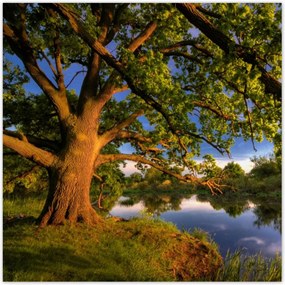 Poszterek 70x70 Tölgy a croissant-ban