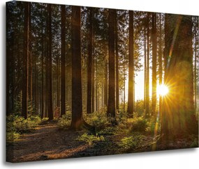 Vászonkép Naplemente Erdő Fák Természet 70x50 cm