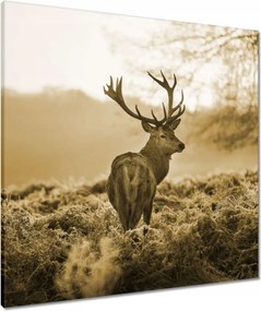Vászonkép 70x70 Szépia szarvas