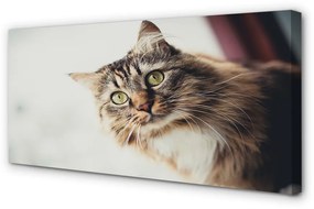 Canvas képek Maine Coon macska 125x50 cm