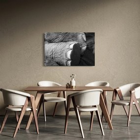 Kép - Elefánt láb (90x60 cm)