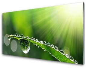 Fali üvegkép Grass Nature Dew Drops 100x50 cm 2 fogas