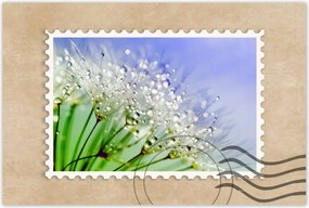 Poszterek 90x60 Pitypang harmatcseppek