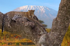 Fotográfia African Leopard resting, Ayzenstayn