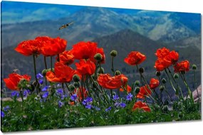 Vászonkép 120x70 Piros pipacs Virágok