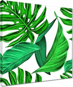 Vászonkép 30x30 Zamatos Monstera Trópusok