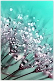 Poszterek 80x120 harmatcseppek Pitypang