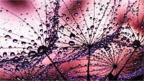 Fotótapéta Rosa a pitypangon a természet varázsa rózsaszín ékezetek 250x175 +ragasztó