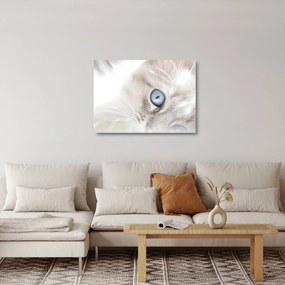 Üveg kép - Kék szemű macska (70x50 cm)