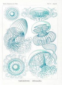 Reprodukció Leptomedusae–Faltenquallen, Ernst Haeckel