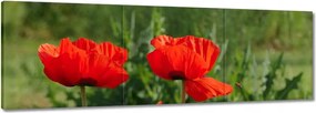 Vászonkép 150x50 Pipacs Virágok