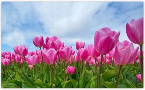 Fotótapéták 520x318 Tulipánok Valentin napra