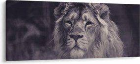 Oroszlán képe (120x50 cm)