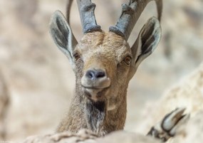 Poszter 29,7x21cm Nubiana Ibex 5, Assaf Frank