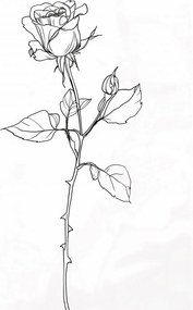 Poszter 30x40cm Rózsa kontúr