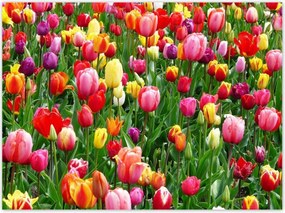 Poszterek 135x100 Színes tulipánok a réten