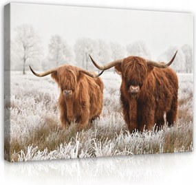 Vászonkép 60x40 Skót hegyi marhák tél hó fagy természet állatok szarvak