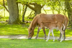 Poszter 30x20cm Ló és csikó 3, Assaf Frank