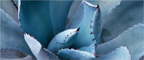 Kép - Agave (120x50 cm)