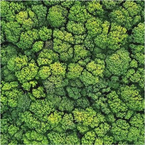 Fotótapéta Flizelin Dekoratív Hálószoba Erdei panoráma 250x250