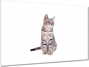 Képek 120x80 Cica Cicák Macskák