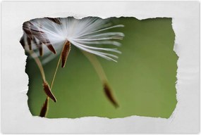 Poszterek 90x60 Pitypang Virág Virágok