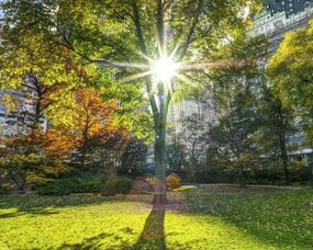 Poszter 50x40cm Napsugarak a fákon át a parkban, Assaf Frank