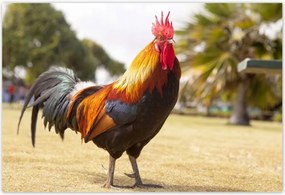 Poszterek 185x125 Kakas
