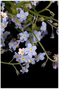 Poszterek 80x120 Virágok Nefelejcs