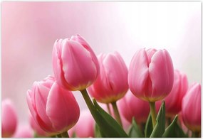 Fotótapéták 152x104 Rózsaszín tulipánok
