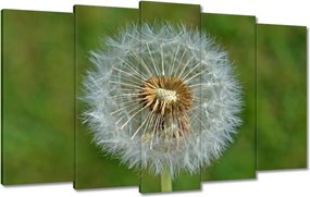 Vászonkép 100x60 Pitypang Virág Virágok