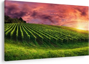 Szőlőskert és a színes égbolt képe (90x60 cm)