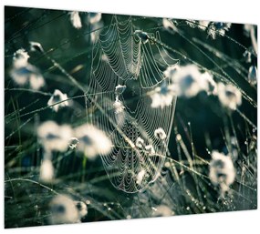 Kép - Pókháló (70x50 cm)