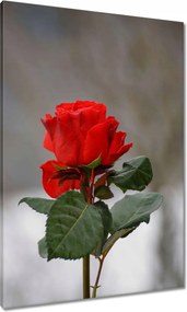 Vászonkép 70x100 Rózsa Virág Virágok Rózsa