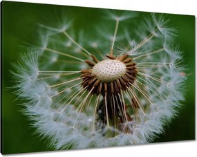 Vászonkép 100x70 Pitypang Virág Virágok