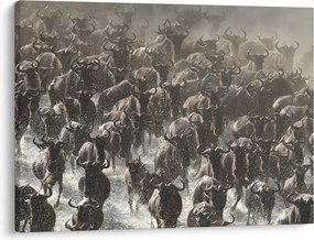 Kép - Gnúcsorda (70x50 cm)