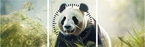 Kép - Panda (órával) (90x30 cm)