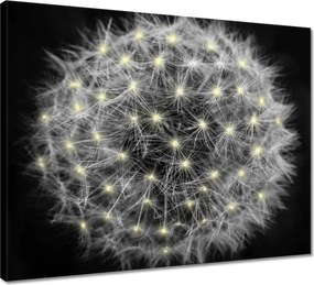 Vászonkép 50x40 Pitypang Virág Virágok