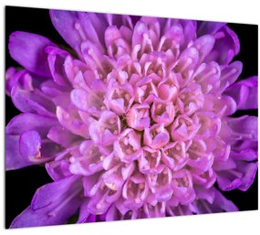 Részletes virágkép (üvegen) (70x50 cm)