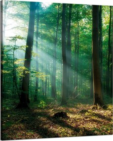 Vászonkép Erdő Fák Nap sugarai 80x100 cm