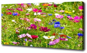 Vászonkép nyomtatás Field virágok oc-169402975