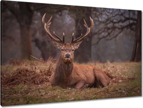 Vászonkép 120x80 Szarvas felszarvazott