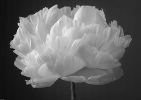 Poszter 59,4x42cm BazsarĂłzsa virĂĄg 2, Assaf Frank