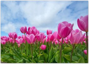 Poszterek 70x50 Tulipánok Valentin napra